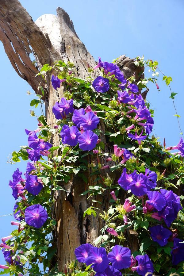 Lone Star House Bed & Breakfast Sainte-Maxime Eksteriør bilde